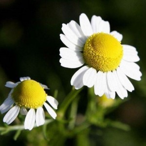 Piante Aromatiche
