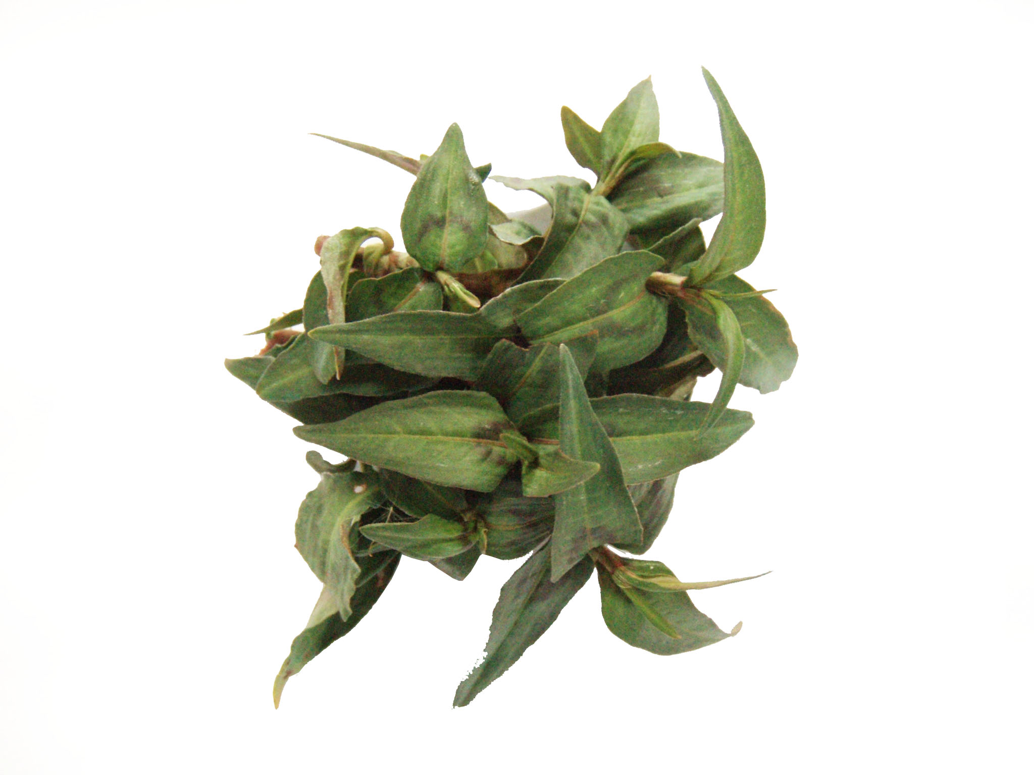 Coriandolo vietnamita (Persicaria odorosa)