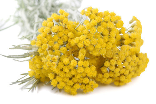 Elicriso italico prostrato (Helichrysum italicum)