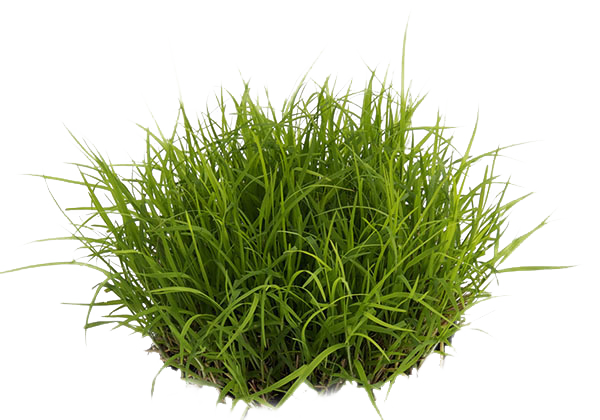 Erba gatta (Oietto Lolium Multiflorum L. )