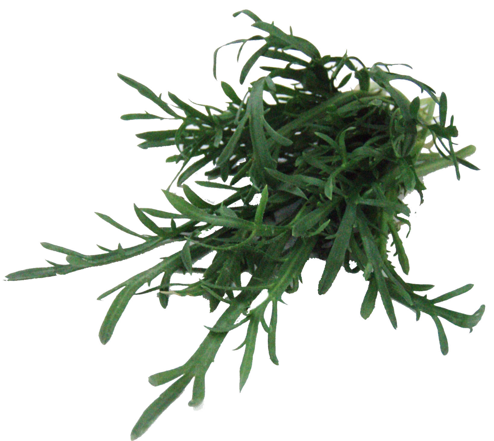 Erba stella (Plantago Coronopus)