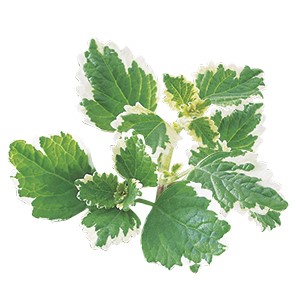 Incenso (Plectranthus coleoides)