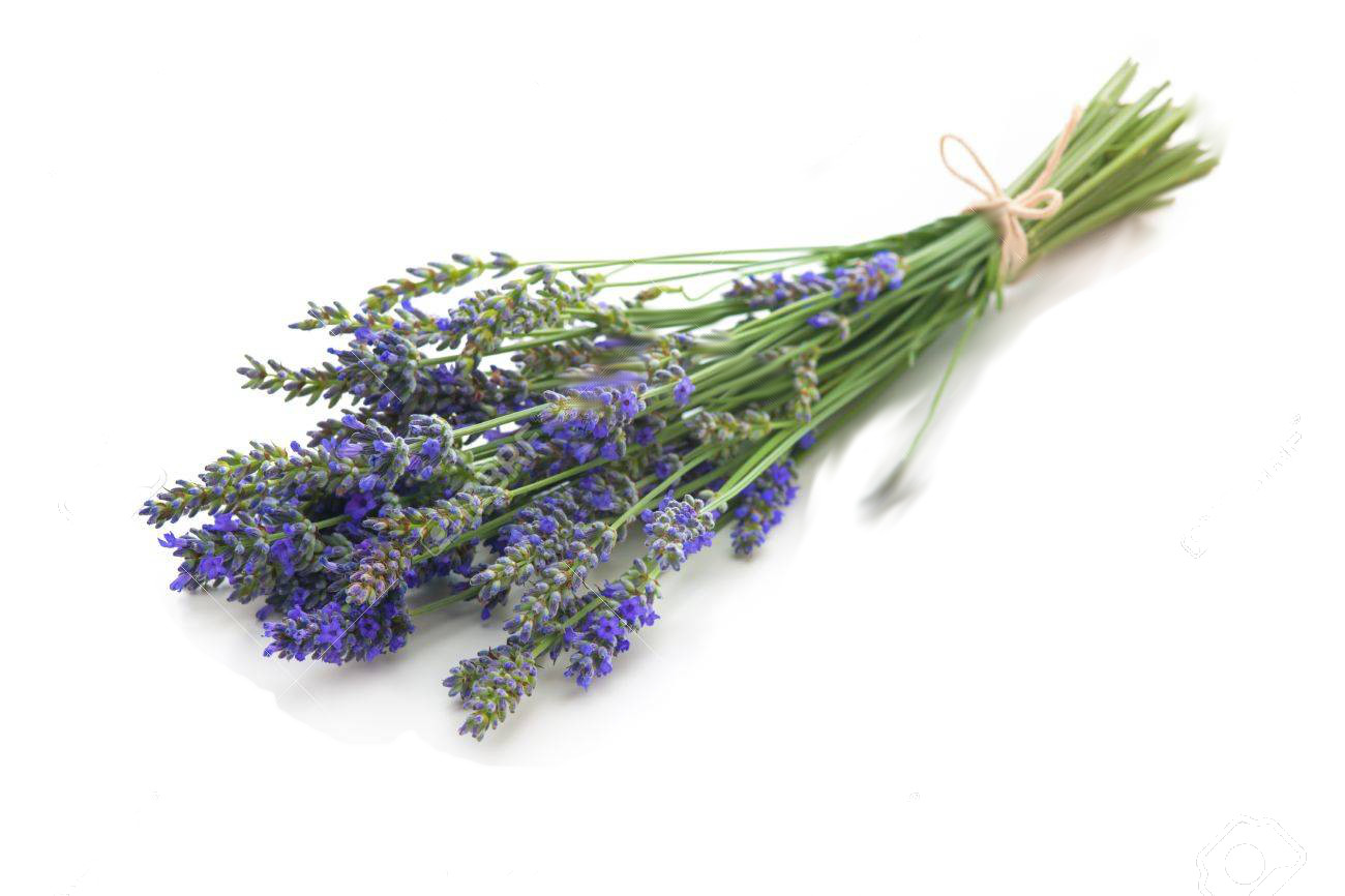 Lavanda ibrida "grosso" (Lavandula x Intermedia "Grosso")