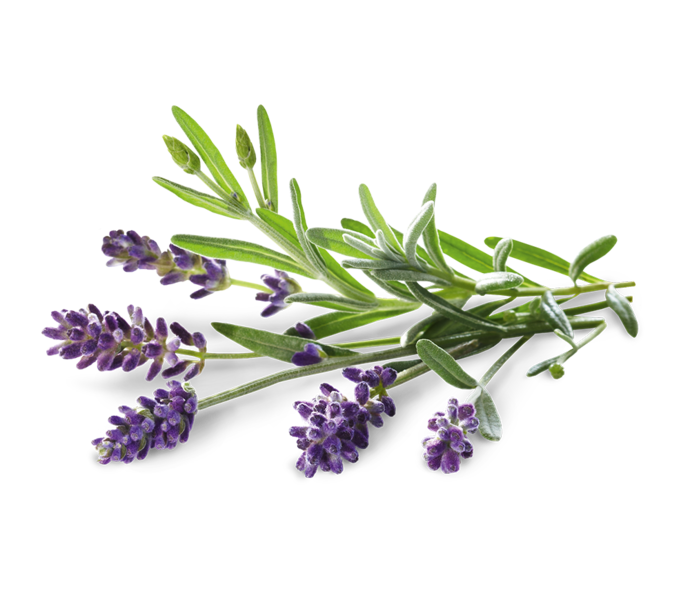 Lavanda margherita (Lavandula "Margherita&rdquo;)