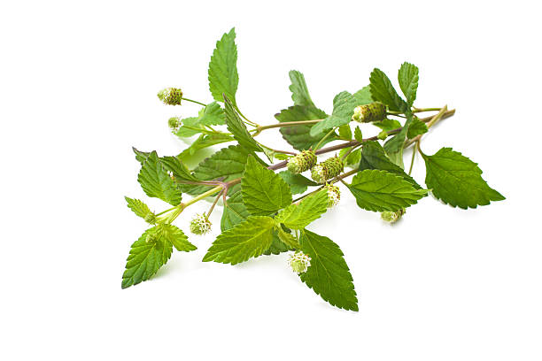Lippia dulcis (Lippia dulcis)