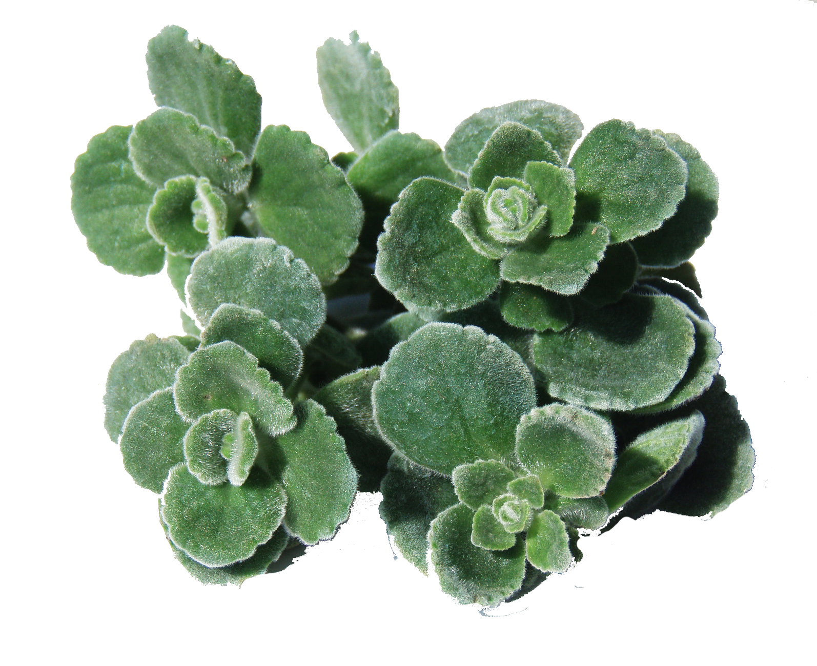 Origano cubano (Plectranthus amboinicus)
