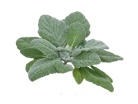 Salvia argentea <i>(Salvia argentea)</i>