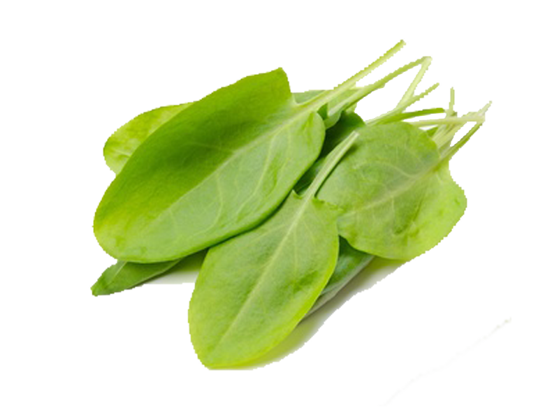 Acetosa<i>(Rumex acetosa)</i>