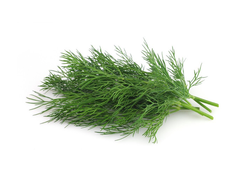 Aneto <i>(Anethum graveolens)</i>