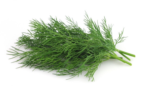 Aneto (Anethum graveolens)