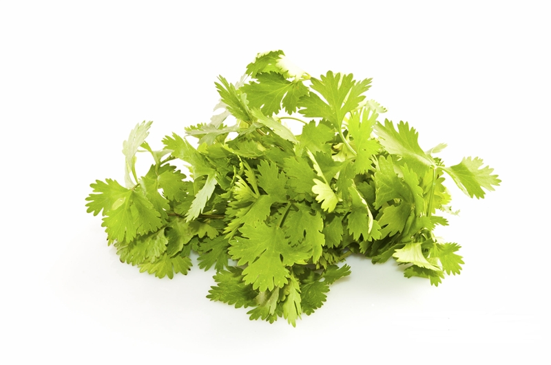 Anice (Pimpinella anisum)