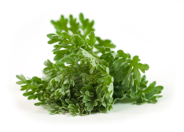 Assenzio (Artemisia absinthium)