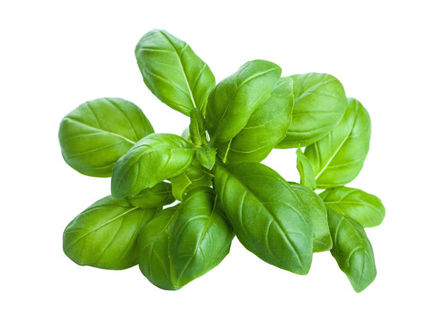 Basilico (Ocimum basilicum)
