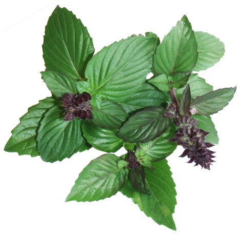 Basilico cannella (Ocimum basilicum cinnamon)