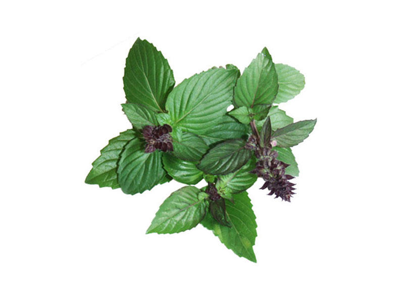 Basilico cannella <i>(Ocimum basilicum cinnamon)</i>