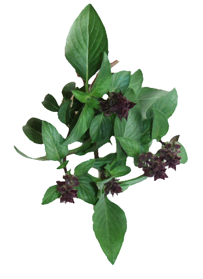 Basilico liquirizia (Ocimum basilicum var. anise)