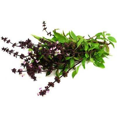 Basilico thai siam queen (Ocimum basilicum var. thyrsiflorum siam queen)