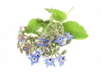 Borragine <i>(Borago officinalis)</i>