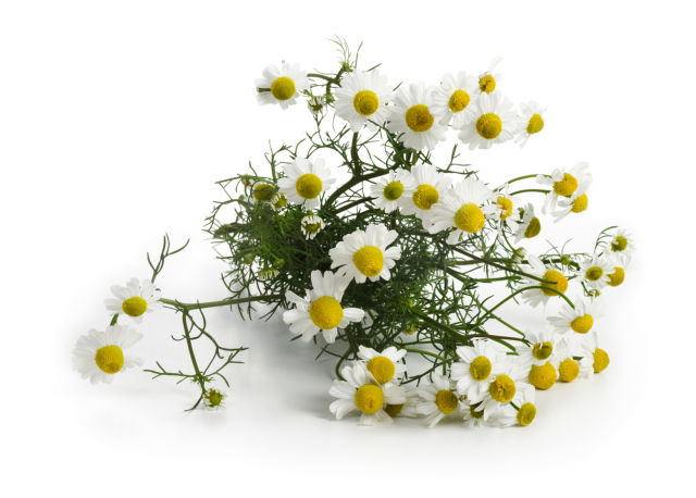 Camomilla romana (Anthemis nobilis)