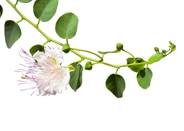 Cappero (Capparis spinosa)