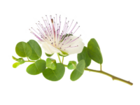 Cappero <i>(Capparis spinosa)</i>