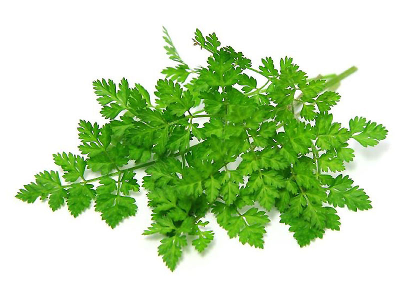 Cerfoglio <i>(Anthriscus cerefolium)</i>