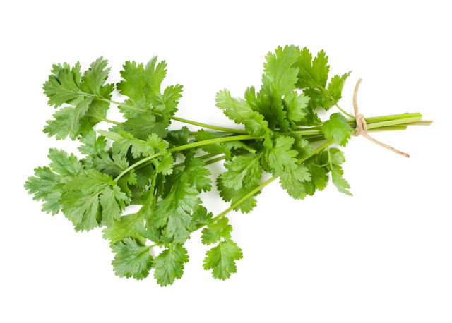 Coriandolo (Coriandrum sativum)