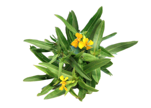 Dragoncello estragone (Artemisia dracunculus L)