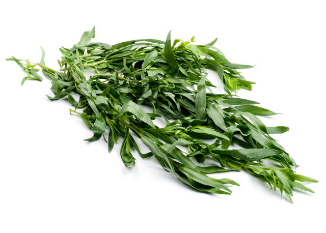 Dragoncello (Artemisia dracunculus)