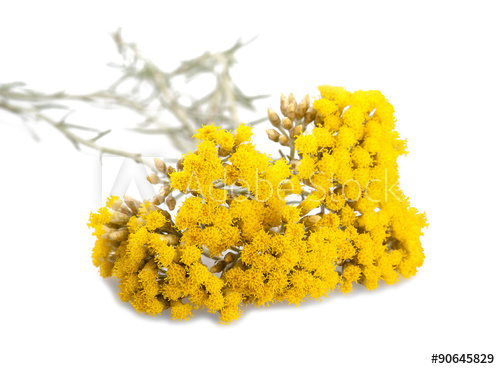 Elicriso dwarf (Helichrysum dwarf)