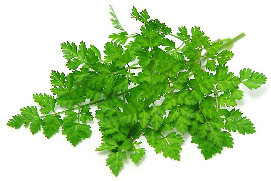 Cerfoglio (Anthriscus cerefolium)