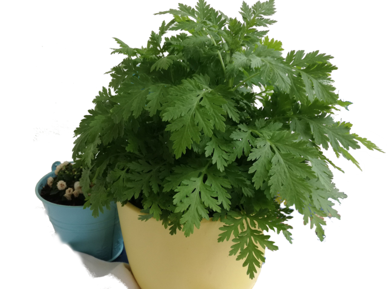 Erba maresina (Chrysanthemum parthenium)