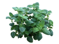 Erba pepe "peperina" <i>(Calamintha nepeta “Peperina")</i>