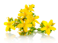 Erba San Giovanni <i>(Hypericum perforatum)</i>