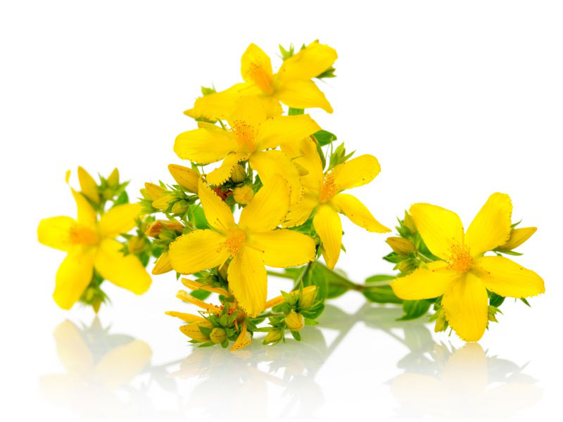 Erba San Giovanni <i>(Hypericum perforatum)</i>