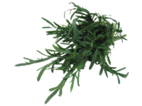 Erba stella <i>(Plantago Coronopus)</i>