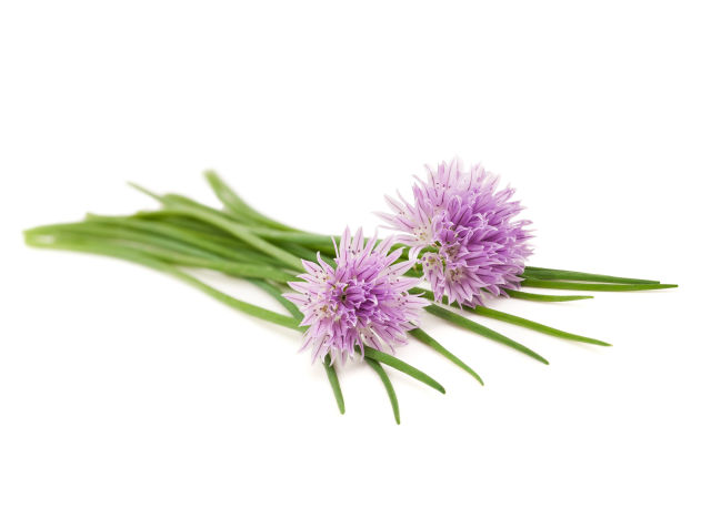 Erba cipollina (Allium shoenoprasum)