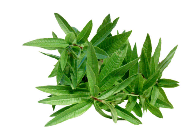 Erba Luigia (Lippia citriodora)