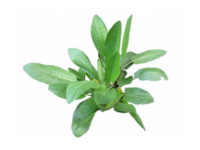 Erba San Pietro <i>(Tanacetum balsamita major)</i>