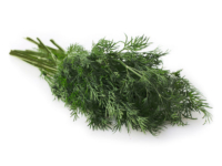 Finocchio nero <i>(Foeniculum vulgare purpureum)</i>