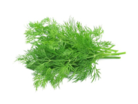 Finocchio selvatico <i>(Foeniculum vulgaris)</i>