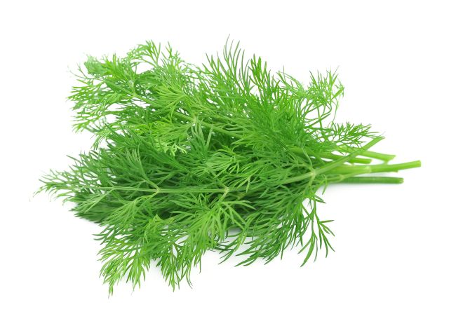Finocchio selvatico (Foeniculum vulgaris)
