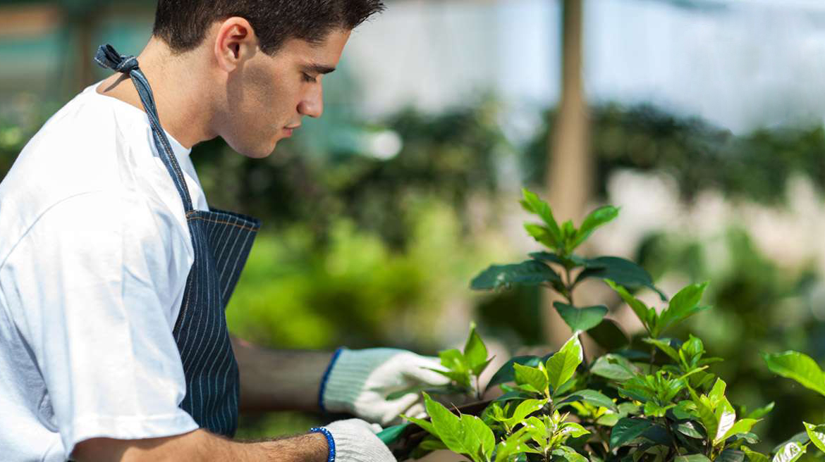 Novit&agrave; Piantine Aromatiche