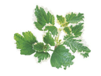 Incenso <i>(Plectranthus coleoides)</i>