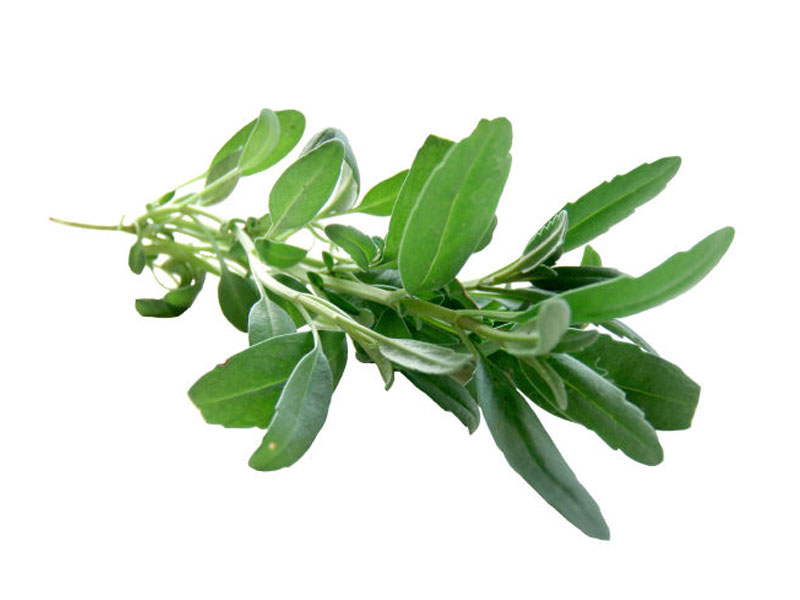Issopo<i>(Hissopus officinalis)</i>