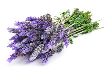 Lavanda dentata inglese (Lavandula dentata candidas)