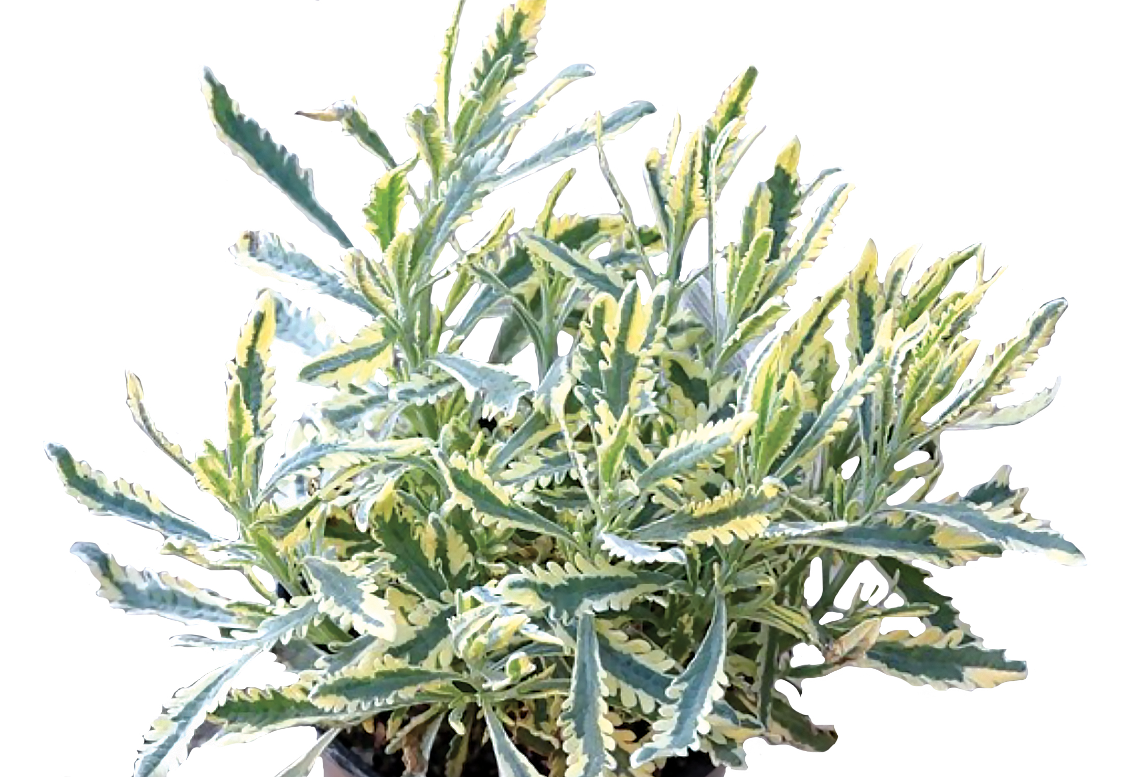 Lavanda dentata variegata (Lavandula Dentata Variegata)