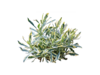 Lavanda dentata variegata <i>(Lavandula Dentata Variegata "Allardii Meerlo")</i>