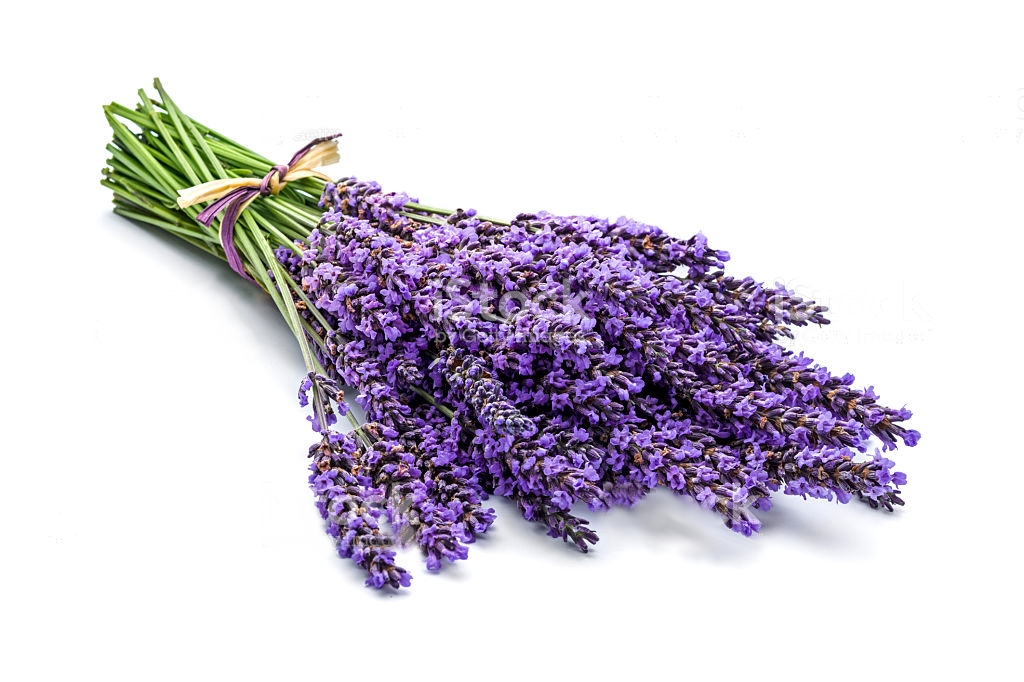 Lavanda angustifoglia "dwarf blue" (Lavandula angustifolia "Dwarf Blue&rdquo;)