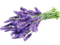 Lavanda dentata "goodwing" <i>(Lavandula Dentata “Goodwing”)</i>